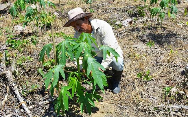 Trabaja con la papaya criolla y eso le ha dado excelentes resultados por ser más vendible, cada planta tiene un cargue de entre ocho a diez frutos.