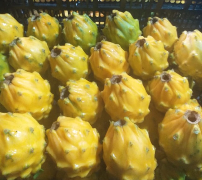 Zamora Chinchipe, enviaron 13.200 kilogramos de la fruta, hacia Estados Unidos.