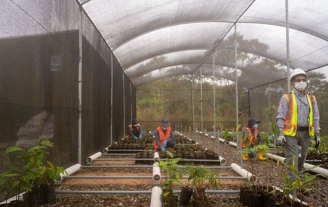 Vivero forestal en Fruta del Norte, aquí se realiza la reproducción de plantas y semillas nativas que se utilizan para la restauración ecológica en el área de la operación minera