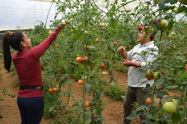 a empresa pública aporta con el 50% de materiales para la edificación de los invernaderos, entre ellos: tubos metálicos, plástico, soga, malla sarán, abonos orgánicos, entrega de semillas y la contraparte asumen los beneficiarios.
