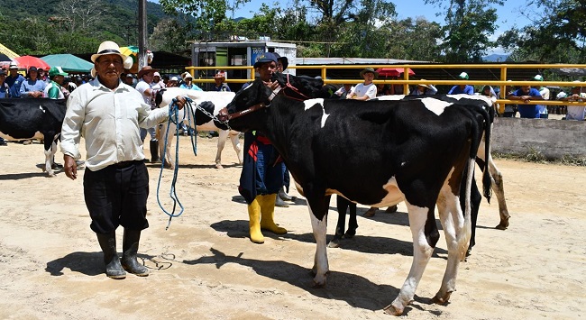 75 concursos fueron realizados, entre ellos: la vaca lechera, huertos familiares, huertos comerciales y fincas agrícolas, donde Agropzachin