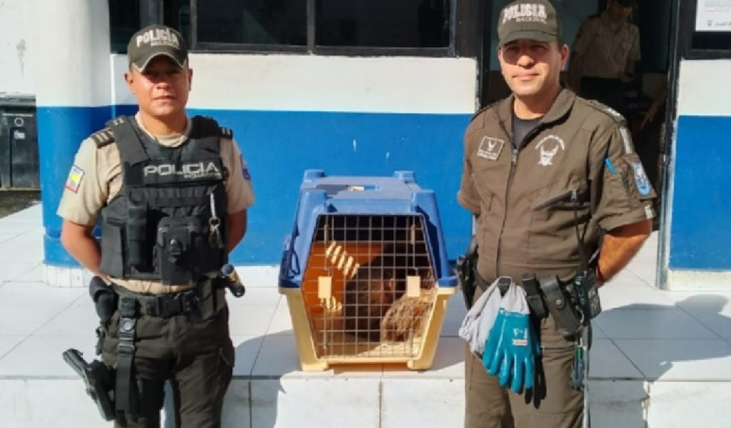 Unidad de Protección del Medio Ambiente entregó al MAATE, para su valoración médica y futura liberación del animal.