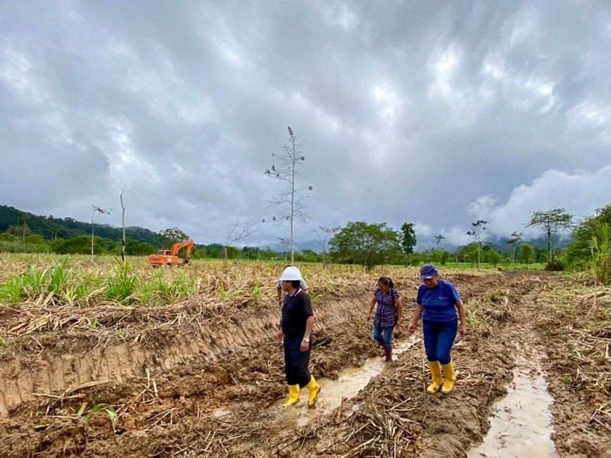 En la parroquia Triunfo Dorado se han atendido 117,86 hectáreas beneficiando a 15 familias finqueras que se dedican al cultivo de pastizales, plátano, cacao, yuca y frutales.