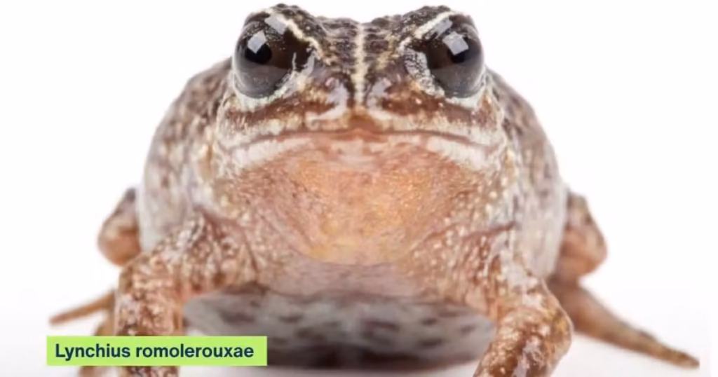 Mide apenas dos centímetros, pero su descubrimiento agranda aún más la biodiversidad del Ecuador.